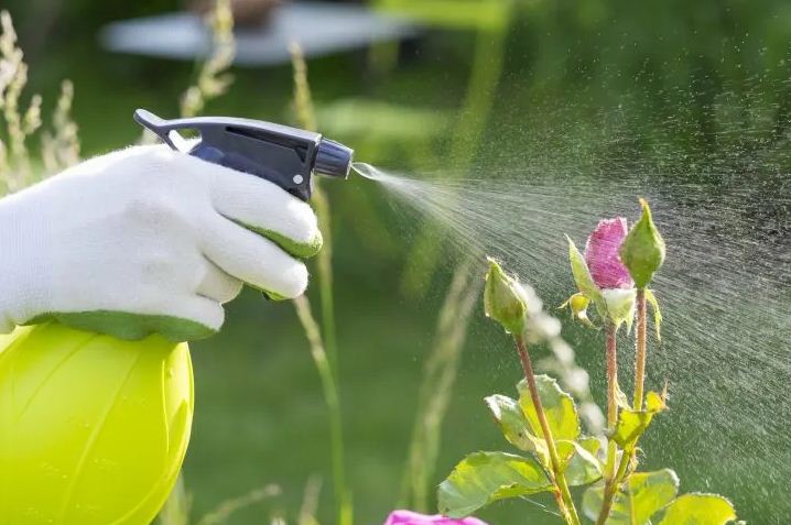 The Control of Flowering
